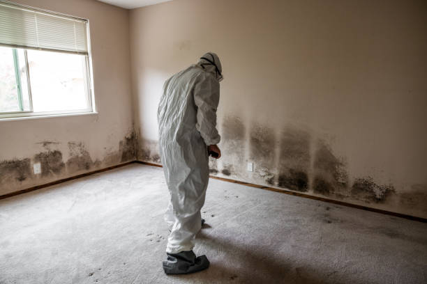 Professional Mold Removal in Stamford, TX